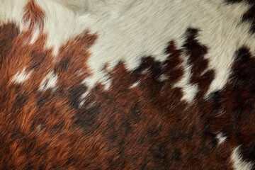 Brown cow skin texture. Agriculture. Smooth surface. close-up on Brown cow skin fur texture