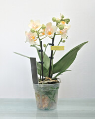 Pale yellow orchid, plant in a pot in a house interior.
