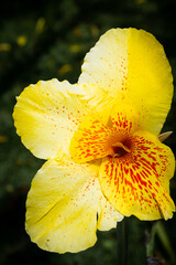 yellow flower with water drops