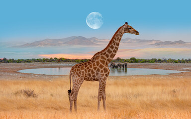 Amazing giraffe walking across the African savannah - Amazing african elephants at sunset - African...