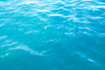 ocean water with fish. summer vacation concept. water background