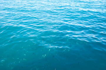 Fototapeta na wymiar sea blue water with fish. summer vacation bermudas. water background