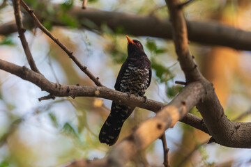 Violet cuckoo (Chrysococcyx xanthorhynchus)- India's smallest cuckoo, at Canal Side Park, Salt Lake, Kolkata, India
