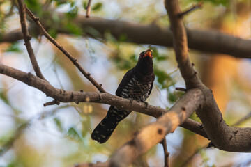 Snack time-Violet cuckoo (Chrysococcyx xanthorhynchus)- India's smallest cuckoo, at Canal Side Park, Salt Lake, Kolkata, India