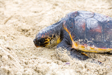 Saving turtle