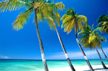 Fototapeta na wymiar Beach in Barbados with Coconut Trees Lines up