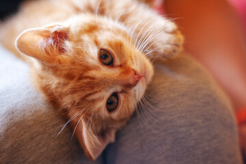 Ginger kitten is looking. Baby cat. Cute pet. Close up view - 493490291