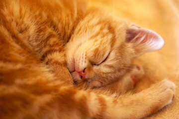 Ginger kitten sleeps. Baby cat. Cute pet. Close up view - 493490293