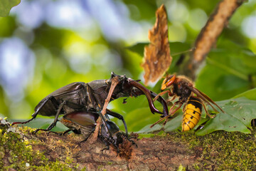 Hirschkäfer kämpft gegen Hornisse
stag beetle against Hornet