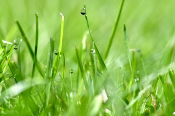 Close up or macro of water drops in green grass