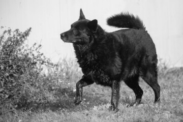 Black And White Of Dog Playing With Water From Water Hose