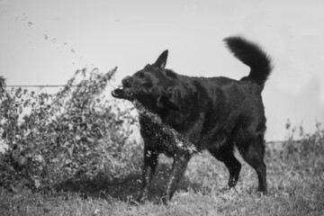 Black And White Of Dog Playing With Water From Water Hose
