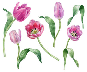 Watercolor spring tulip flowers collection, Pink tulips flower set, mother's day postcard.