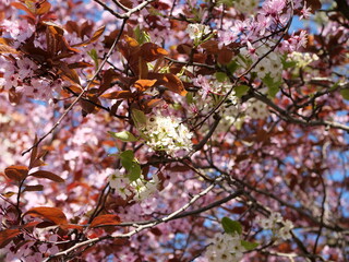 Panache de cerisier blanc et rose en fleur