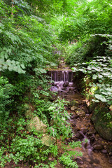 falling water into the woods