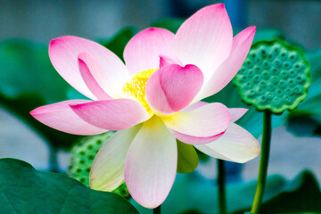 Fototapeta premium beautiful flower