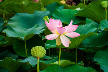 wonderful water lilies