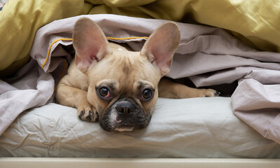 Bulldog dog in bed under a blanket with a sad look looks attentively into the camera. The French bulldog lies covered with a warm blanket and is sad.