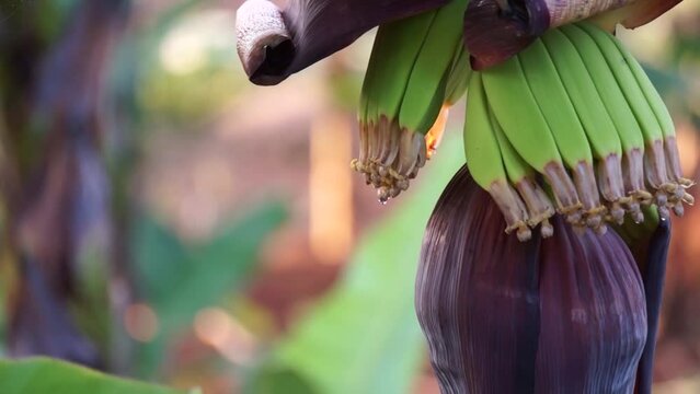  banana tree is flowering and fruiting, 