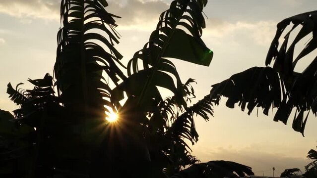 The sun shines through a torn banana tree leaf
