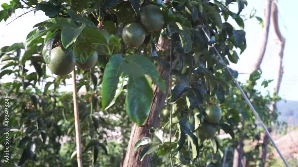 Sticker Passion fruit trees are grown in Lam Dong, trees are made of trellis to climb, trees and coffee berries are filmed in HD with beautiful bohkes
