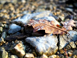 leaf on stone