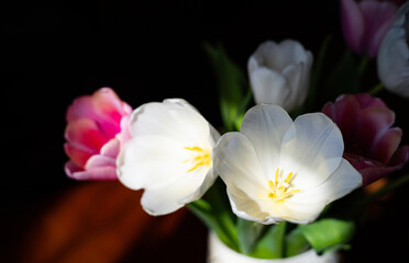 White and pink tulips in a flowerpot on the table in the room