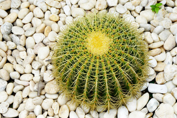 Top view Green Cactus Plant or Call Echinocactus grusonii with yellow thorn The genus Mammillaria is one of the largest in the cactus family. Nature Green Tropical Plant backdrop and beautiful detail
