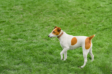 Naklejka na ściany i meble Smooth fox terrier sitting in a grass