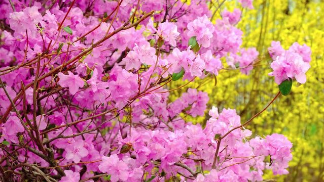 Wonderful view of pink blossom bushes in the foreground and yellow floral bokeh background. Blooming shrubs on a windy day. Bright pink and yellow flowers in park. Calming spring walks
