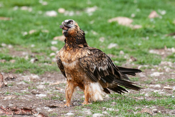 Gypaète barbu, .Gypaetus barbatus, Bearded Vulture
