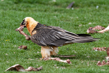 Gypaète barbu, .Gypaetus barbatus, Bearded Vulture