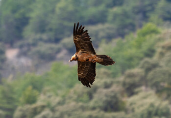 Gypaète barbu, .Gypaetus barbatus, Bearded Vulture