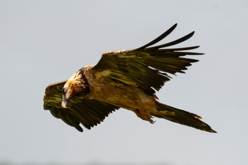 Gypaète barbu, .Gypaetus barbatus, Bearded Vulture