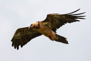 Gypaète barbu, .Gypaetus barbatus, Bearded Vulture
