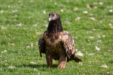 Gypaète barbu, .Gypaetus barbatus, Bearded Vulture