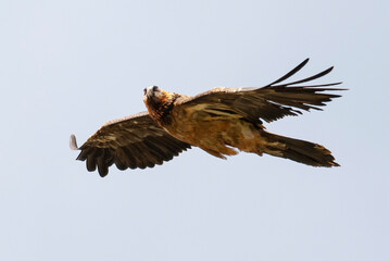 Gypaète barbu, .Gypaetus barbatus, Bearded Vulture