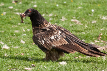 Gypaète barbu, .Gypaetus barbatus, Bearded Vulture