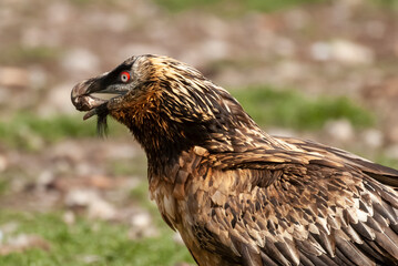 Gypaète barbu, .Gypaetus barbatus, Bearded Vulture