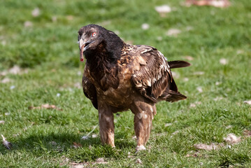 Gypaète barbu, .Gypaetus barbatus, Bearded Vulture