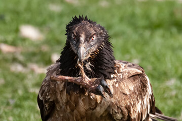 Gypaète barbu, .Gypaetus barbatus, Bearded Vulture