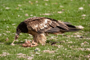 Gypaète barbu, .Gypaetus barbatus, Bearded Vulture