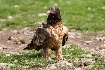 Gypaète barbu, .Gypaetus barbatus, Bearded Vulture