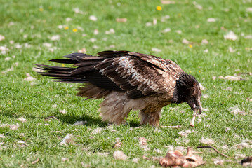 Gypaète barbu, .Gypaetus barbatus, Bearded Vulture