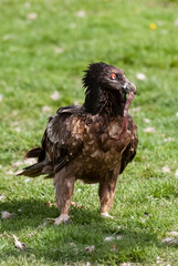 Gypaète barbu, .Gypaetus barbatus, Bearded Vulture