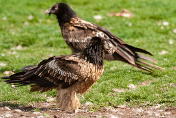 Gypaète barbu, .Gypaetus barbatus, Bearded Vulture