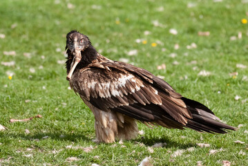 Gypaète barbu, .Gypaetus barbatus, Bearded Vulture