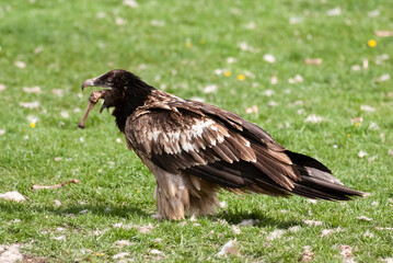 Gypaète barbu, .Gypaetus barbatus, Bearded Vulture