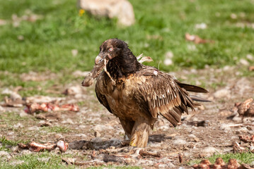 Gypaète barbu, .Gypaetus barbatus, Bearded Vulture