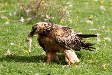 Gypaète barbu, .Gypaetus barbatus, Bearded Vulture